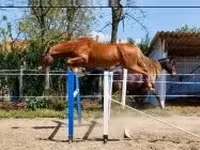 Aygʻir, Hungarian horse breed — 2-rasm