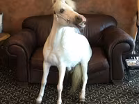 Kobila, Miniature horse — fotografija 3