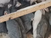 Guinea fowl — फ़ोटो 3