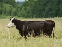 Krava, Yaroslavl cattle — fotografija 2