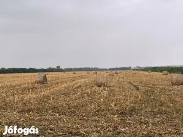 Elcserélnék vagy eladnák kukorica csuta bálát szarvasmarhára