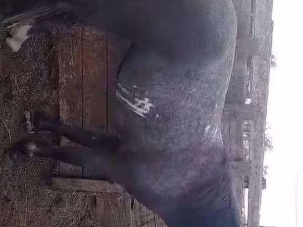 Cavalo, Cavalos