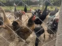 Chickens — foto 2