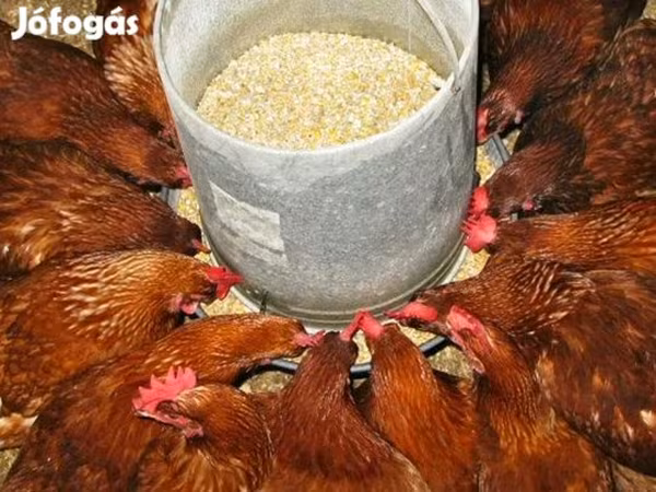 Chickens