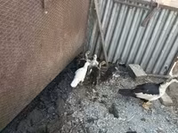 Ducks — 照片 2