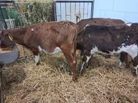Byk, Simmental cattle — zdjęcie 6