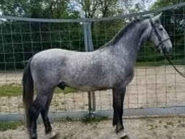 Cheval, Lipizzaner