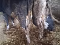 公牛, Russian Black pied cattle — 照片 2