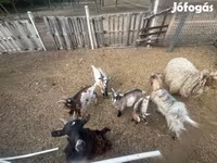 山羊（批次，未指定性别）, Goats — 照片 4