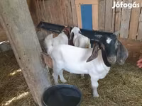 Ziegenbock, Boer goat — Foto 4