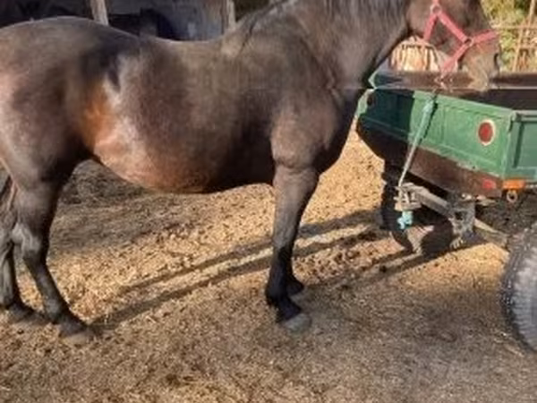 Égua, Cavalos — Hungria