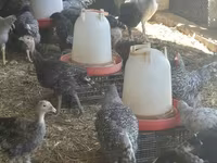 Turkeys — fotografija 4