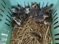 Guinea fowl — Foto 1