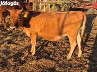 गाय, जर्सी नस्ल — फ़ोटो 2