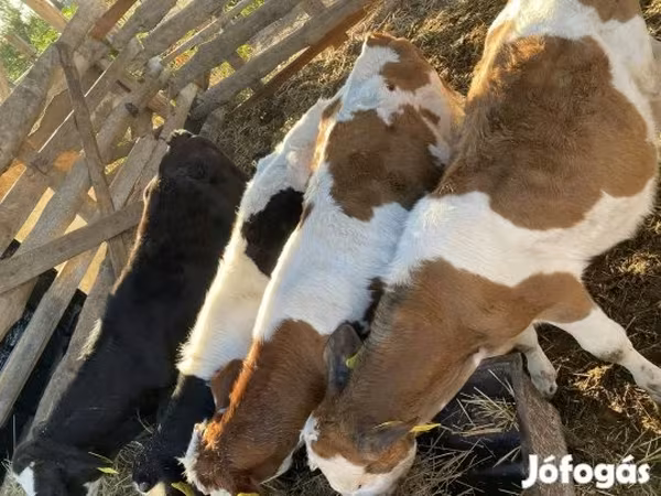 公牛, Simmental cattle