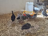 Turkeys — fotografija 5