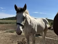 Yegua, Caballos — foto 3