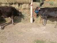 Cow, Alatau breed — photo 6