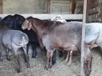Qoç, Hissar sheep — foto 3
