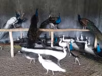 Chickens — Foto 2