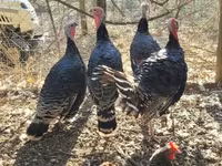 Turkeys — 4-rasm
