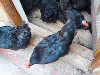 Australorp — fotografija 1