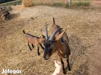 Cabro, Alpine goat — foto 4