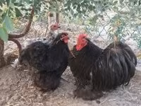 Pekin-Zwerg — Foto 2
