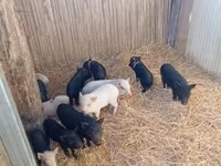 Cerda, Cerdos — foto 1