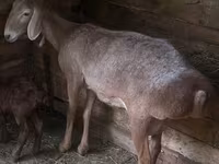 Ovca, Afghan Arabi sheep — fotografija 1