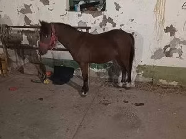 Cheval, Chevaux
