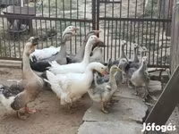 Geese — الصورة 1