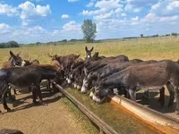 Cavalo, Cavalos — foto 2