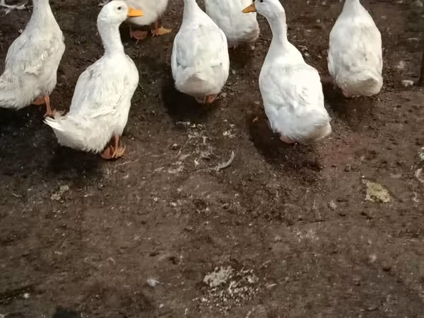 Američki pekin