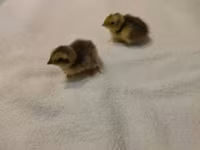 Quails — fotografija 4