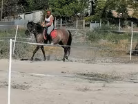 Kobyła, Polish pony — zdjęcie 2
