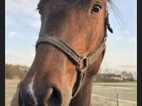 母马, Nonius horse — 照片 6