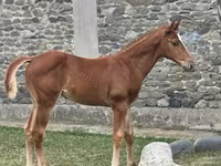 Pastuv, Anglo-Arabian — fotografija 2