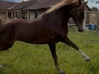 Kobila, Dutch warmblood horse — fotografija 1