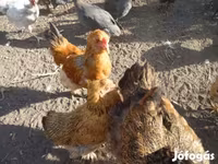 Chickens — Foto 2