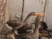 Geese — photo 1