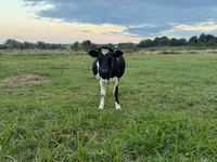 Vache, Swiss cattle — photo 3