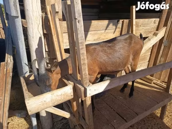Cabra, Alpine goat