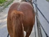 Cavalo, Cavalos — foto 2
