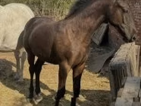 雄馬, 馬 — ハンガリー