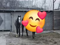 Kobila, Orlov Trotter — fotografija 5