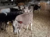 公牛, Simmental cattle — 照片 3