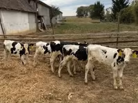Bull, Holstein breed — photo 5