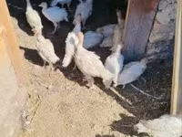 Turkeys — Foto 1