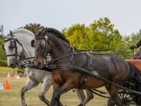 Pastuv, Hungarian horse breed — fotografija 1